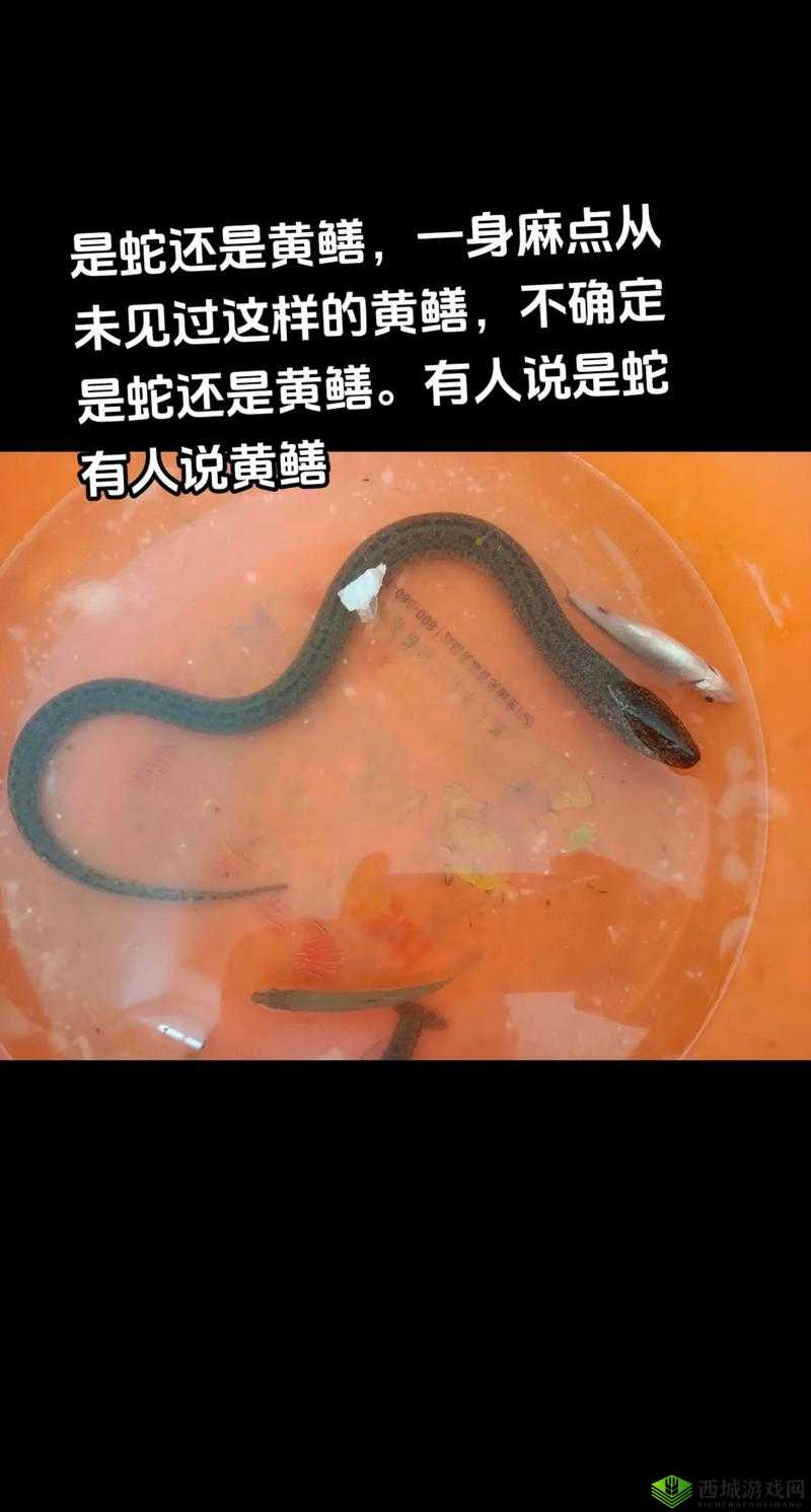 人与黄鳝交videoS：揭秘罕见生态现象背后的科学真相与自然奇观
